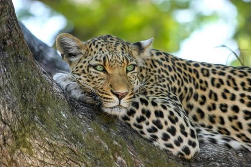 Jukskei Big 5 Leopard in Randburg, South Africa