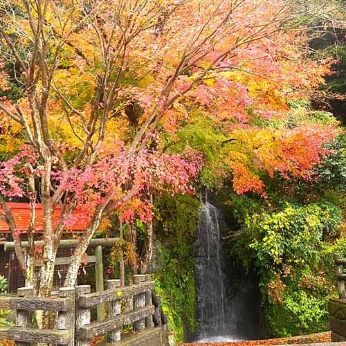 Yomogitei Henmi — Isehara — photo 5