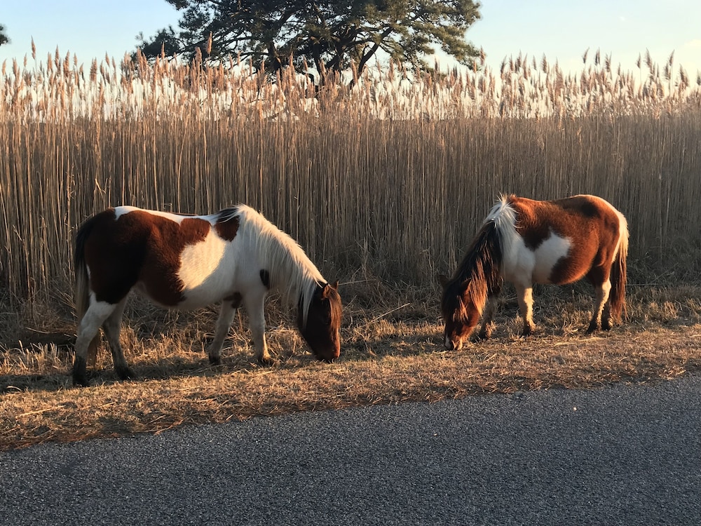 Chincoteague Inn - photo 25