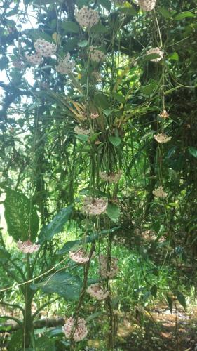 Estancia Verde in Valenca, Brasil