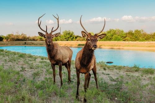 Bent Creek Lodge — 4-Star Luxury Hotel in Springtown, United States