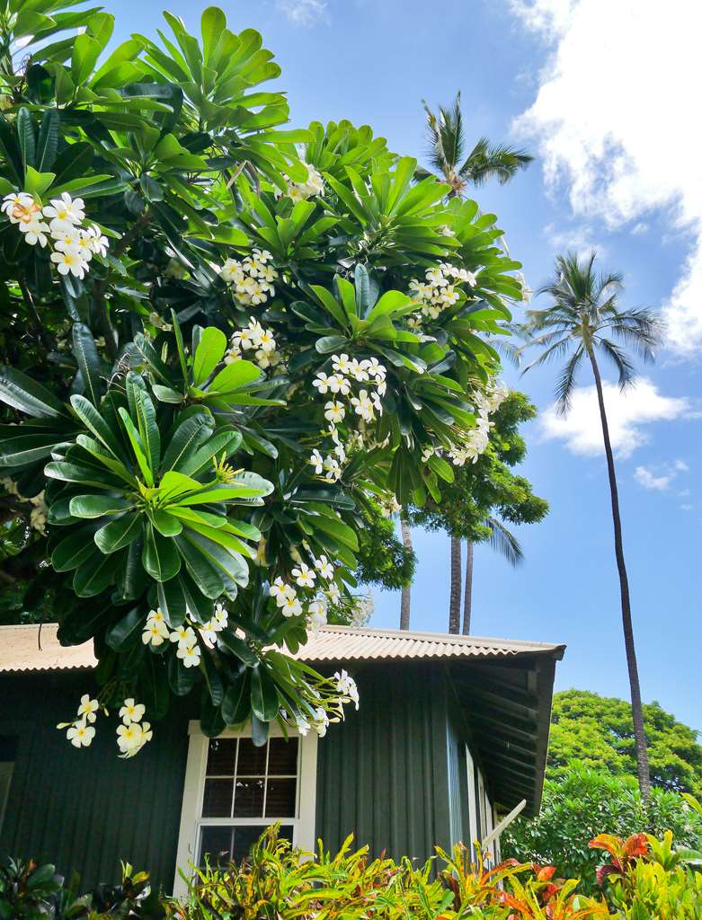 Waimea Plantation Cottages a Coast Resort - photo 11