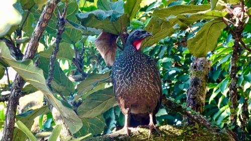 Canto dos Pássaros Suítes — Ubatuba — photo 2