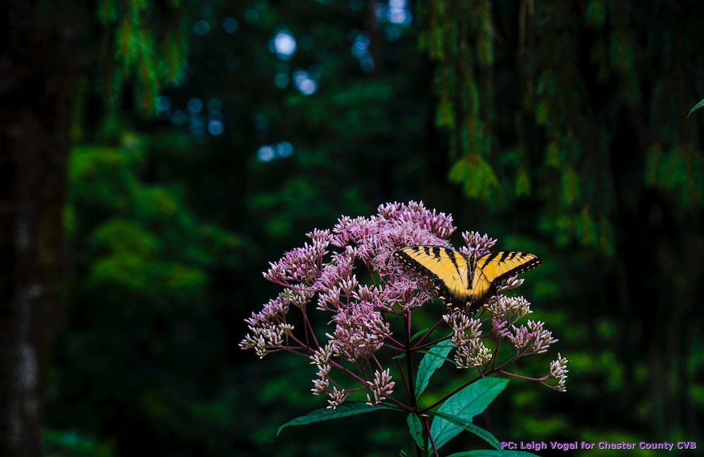 Wild Wisteria - photo 58