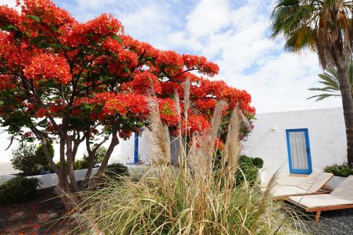 Timfay in Corralejo, Spain