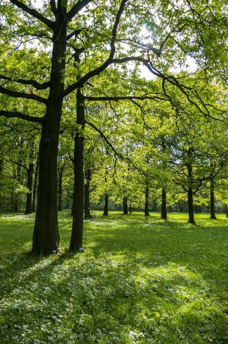 Grama in Unknown City, El Salvador