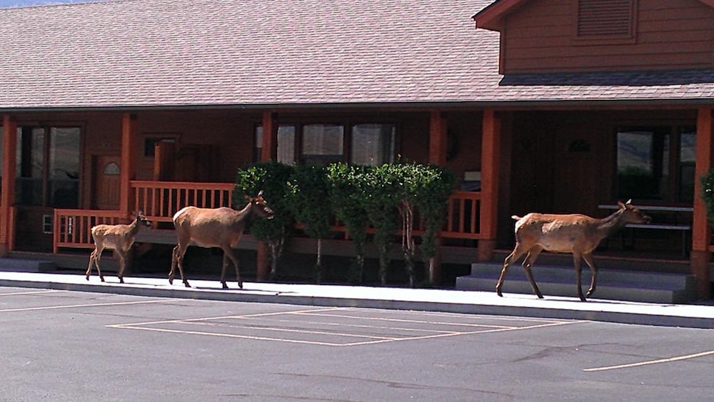 Yellowstone Village Inn and Suites - photo 28