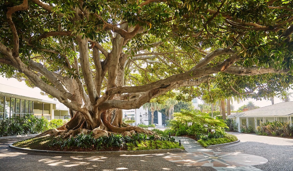 Fairmont Miramar Hotel - photo 115