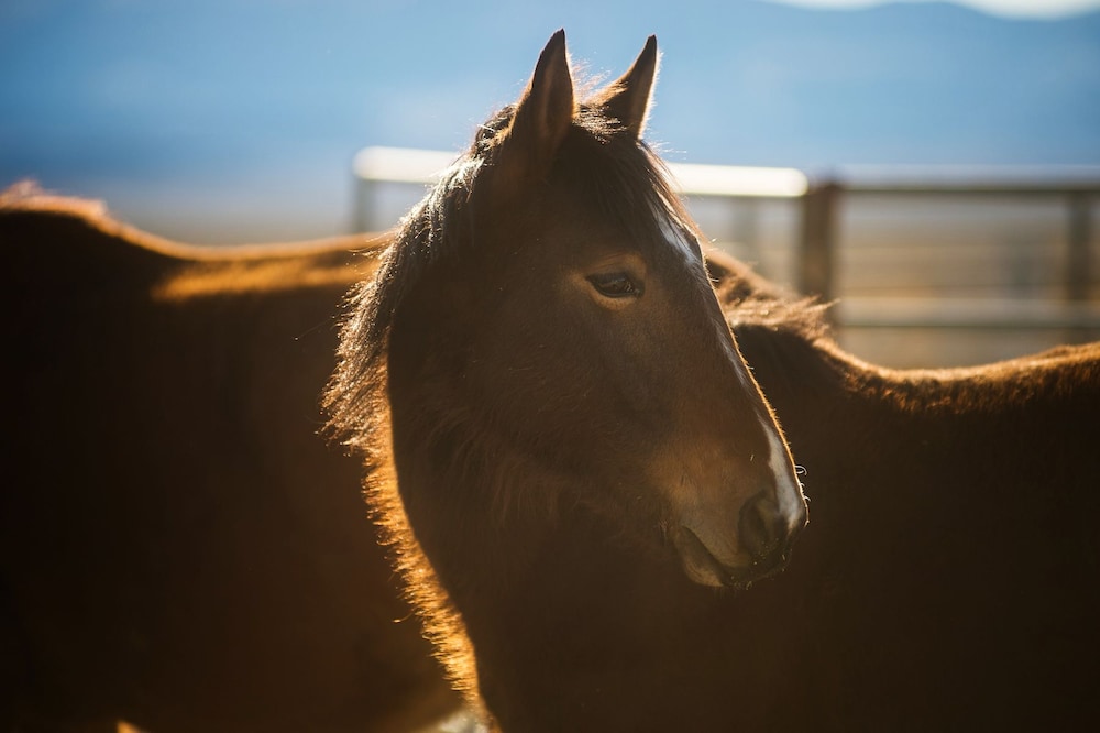Amargosa Opera House - photo 87