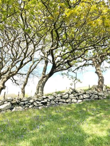 Cwt y Bugail — Barmouth — photo 4