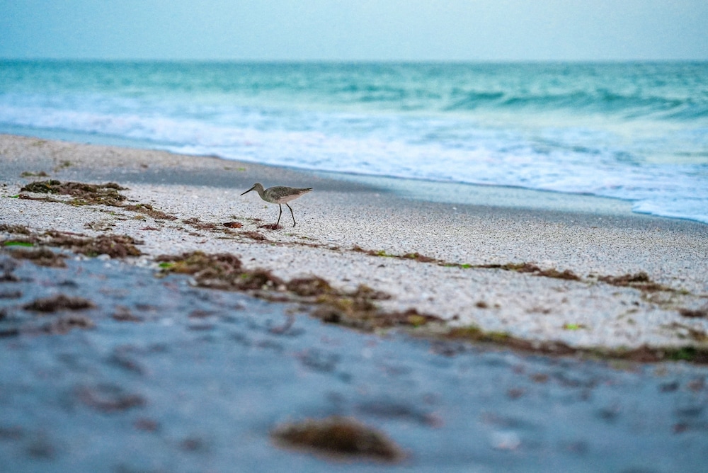 Manasota Key Resort - photo 72