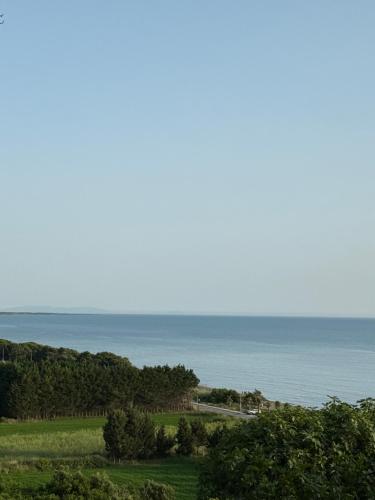 Bumblebee in Unknown City, Albania