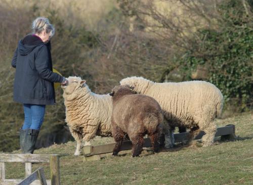 Meadowbeck Holiday Cottages in Whitby, United Kingdom