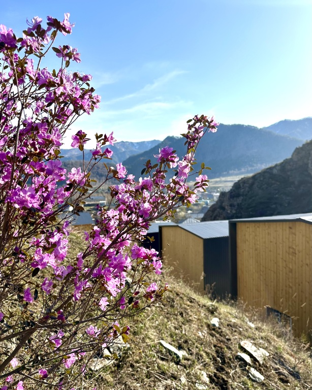 Gornay Ysadba Altaypic — Chemal