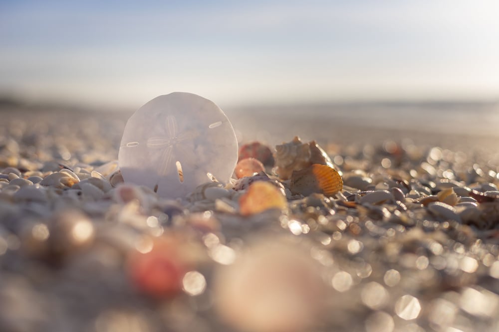Sanibel Island Beach Resort - photo 27
