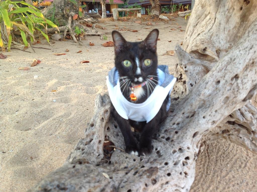 Libong Sunset Resort in Trang, Thailand