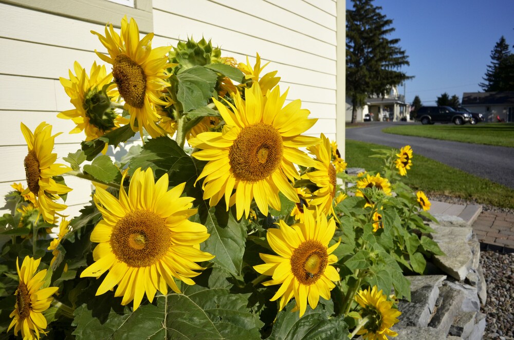 Skaneateles Suites - photo 61