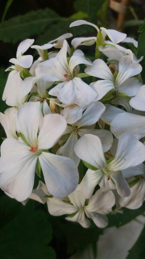 Pousada Hang Jurere Floripa Conectada Com a Natureza in Florianopolis, Brasil