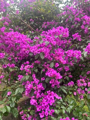 Refúgio Imperial in Petropolis, Brasil