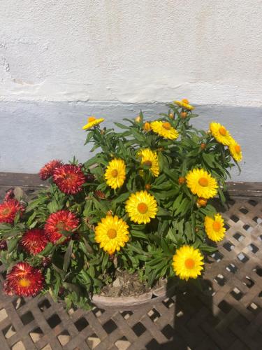 La Casetta Fra I Limoni — Amalfi — photo 2