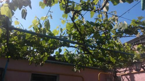 Pljazh galechnyj - last minute hotel in Anapa