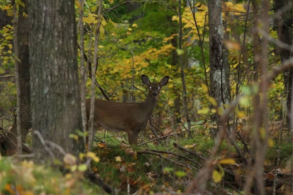Chicaugon Lake Inn - photo 98