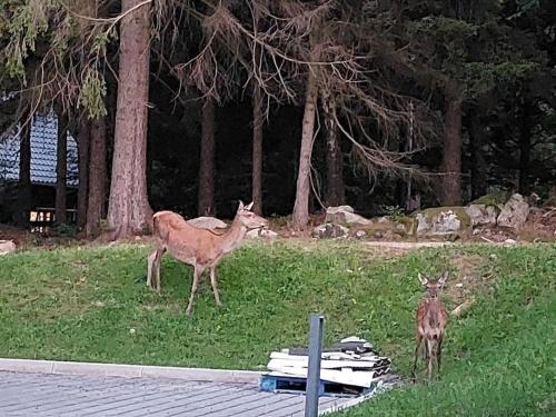 Mountain Lodge Studio Forset View — 4-Star Luxury Hotel in Szklarska Poreba, Poland
