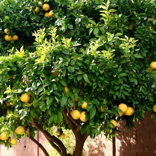 Lemon Tree — Trogir