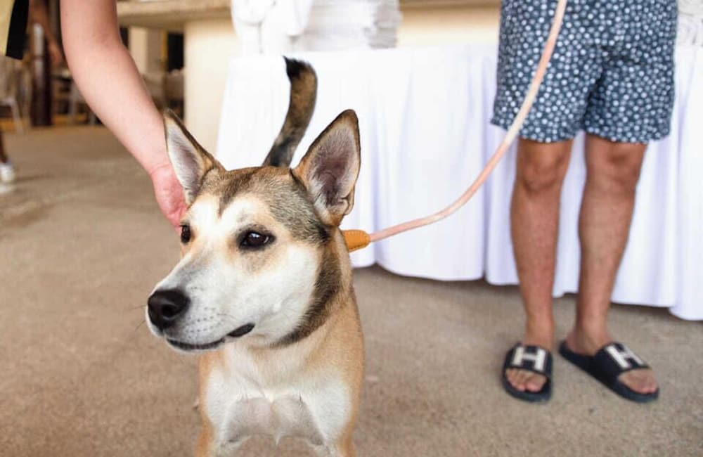 Pet-friendly
