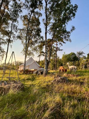 Glamping med alpackor in Laholm, Sweden