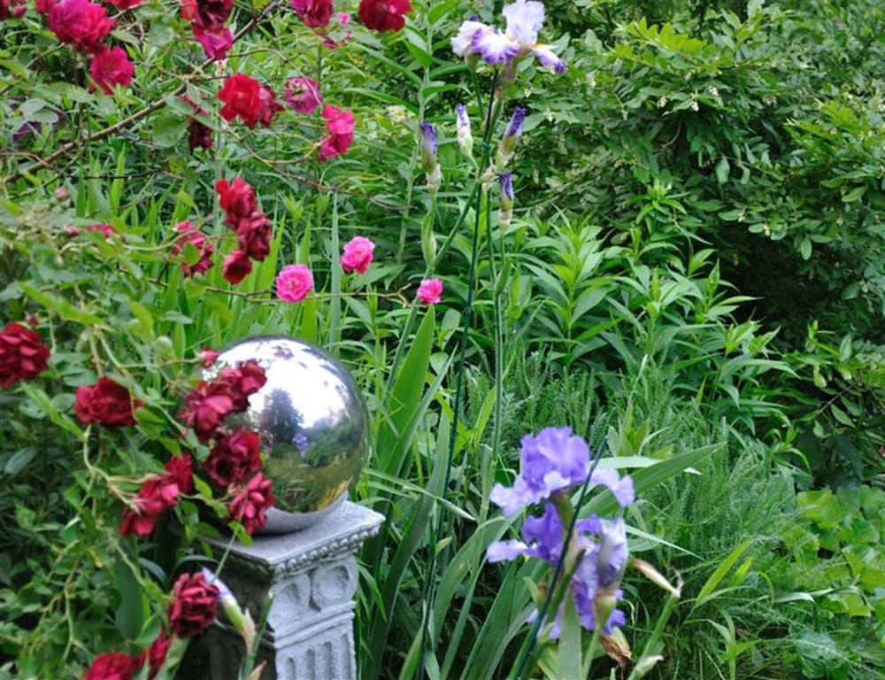 Wild Wisteria - photo 54