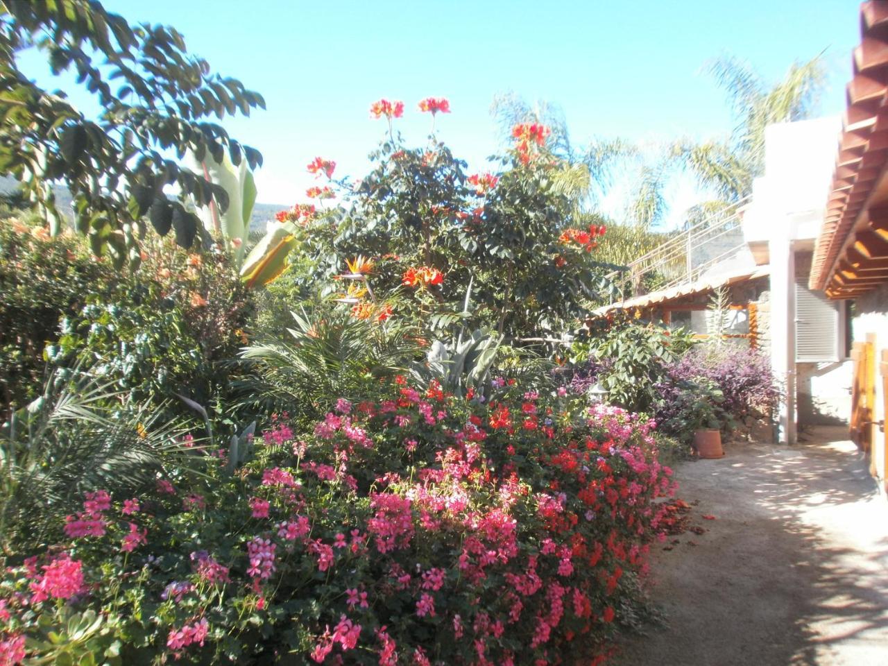 Finca las Palmeras — Icod De Los Vinos — photo 4