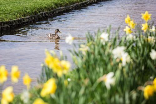 Plume of Feathers — hotel in Fakenham