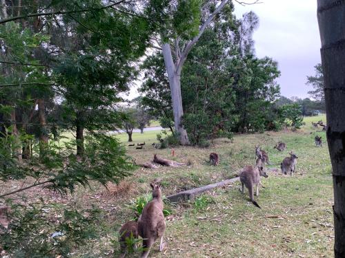 Golf View Motel — Tomerong — photo 5