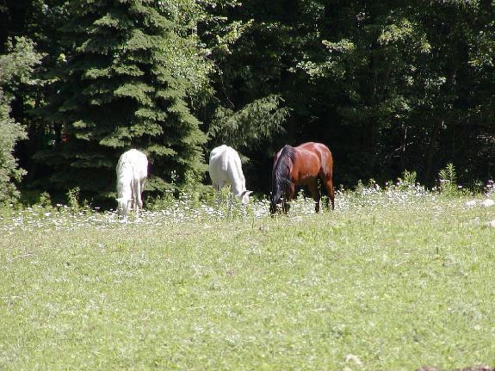 The Inn on the Horse Farm - photo 9