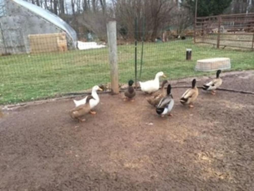 Flint Hill Farm AG - photo 55